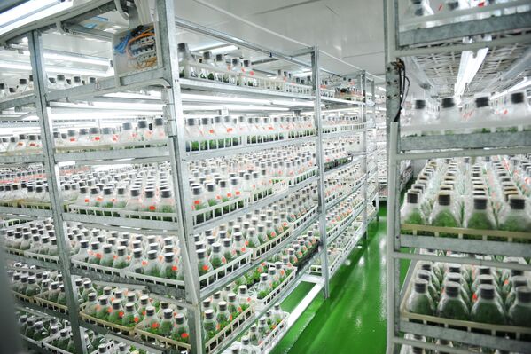 The view into a tissue culture production facility – young plants of orchids