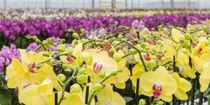 Orchids – from top seller to “problem case”